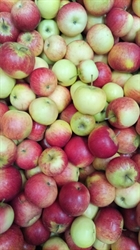 Picture of Rubinola Apples
