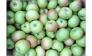 Picture of Bramley Apples
