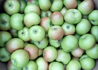 Picture of Bramley Apples