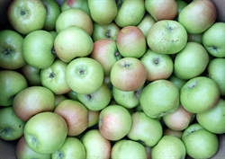 Picture of Bramley Apples