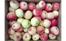 Picture of Epicure Apples