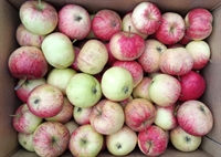 Picture of Epicure Apples