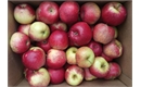 Picture of Santana Apples