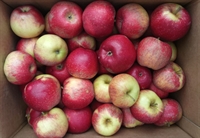 Picture of Santana Apples