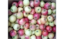 Picture of Julia Apples