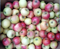 Picture of Julia Apples