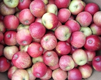 Picture of Windsor Apples