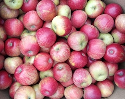 Picture of Windsor Apples