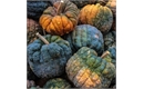 Picture of Black Futsu Squash