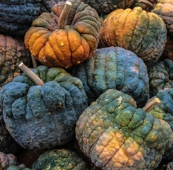 Picture of Black Futsu Squash