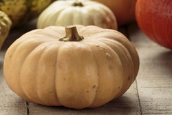Picture of Butterkin Squash
