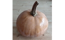Picture of Butterkin Squash