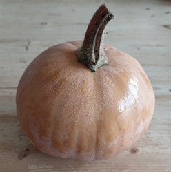 Picture of Butterkin Squash