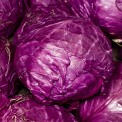 Picture of Big Red Cabbage