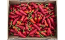 Picture of Red Padron Peppers
