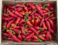 Picture of Red Padron Peppers