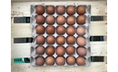 Picture of 180 Pullet Eggs