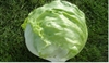 Picture of Iceberg Lettuce