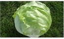 Picture of Iceberg Lettuce