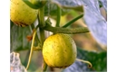 Picture of Lemon Crystal Cucumber