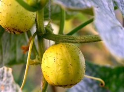 Picture of Lemon Crystal Cucumber