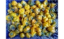 Picture of Yellow Scotch Bonnet Chillies