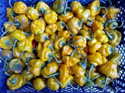 Picture of Yellow Scotch Bonnet Chillies
