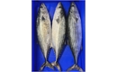 Picture of Cornish Atlantic Bonito Tuna