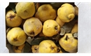 Picture of Worcester Quince