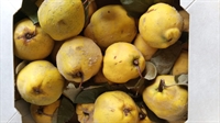 Picture of Worcester Quince