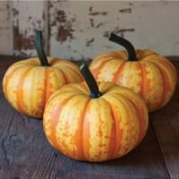 Picture of Tiger Pumpkin