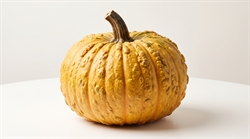 Picture of Warted Yellow Pumpkin