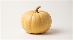Picture of Yellow Mellow Pumpkin