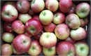 Picture of Red Bramley Apples