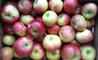 Picture of Red Bramley Apples